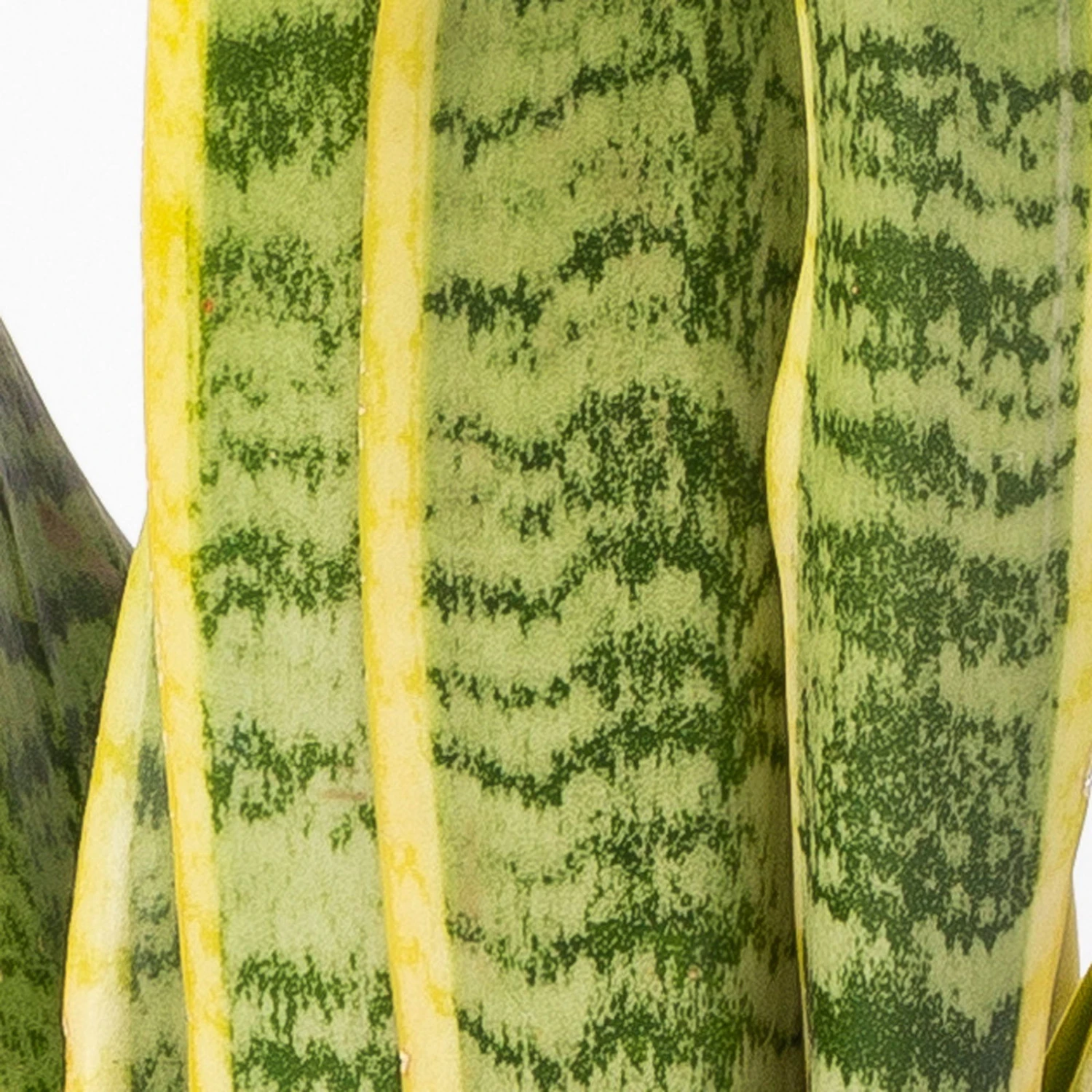 Bogenhanf In Keramiktopf Anthrazit, Topf-Ø 12 Cm, Höhe Ca. 35-45 Cm, 3er-Set 5 Bogenhanf In Keramiktopf Anthrazit, Topf-Ø 12 Cm, Höhe Ca. 35-45 Cm, 3er-Set – Bild 5