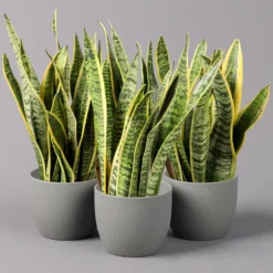 Bogenhanf, Topf-Ø 12 Cm, Höhe Ca. 35-45cm, 3er-Set