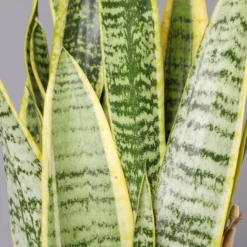 Bogenhanf, Topf-Ø 12 Cm, Höhe Ca. 35-45cm, 3er-Set -Fiskar Garten Geschaft 0250200720 Sansevieria trifasciata Laurentii T12 3er Set 1