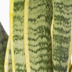 Bogenhanf In Keramiktopf Bergamo Grau, Topf-Ø 12 Cm, Höhe Ca. 45 Cm -Fiskar Garten Geschaft 0250200787 Sansevieria mit Uebertopf Bergamo grau 4