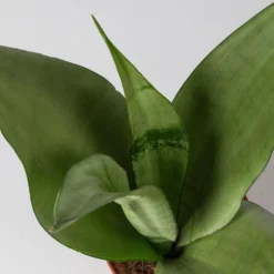 Bogenhanf 'Moonshine' In Übertopf Vibes Gelb, Topf-Ø 12 Cm, Höhe Ca. 45 Cm -Fiskar Garten Geschaft 0250200807 0250200808 0250200809 sansevieria moonshine T12 1 2 123611