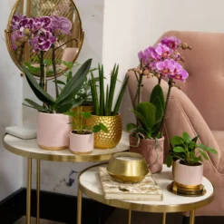 Phalaenopsis, Gesprenkelte Sorten, 2 Rispen, Topf-Ø 9 Cm, Höhe Ca. 30 Cm -Fiskar Garten Geschaft 0290100045 0290100046