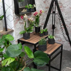 Phalaenopsis, Gesprenkelte Sorten, 2 Rispen, Topf-Ø 9 Cm, Höhe Ca. 30 Cm -Fiskar Garten Geschaft 0290100046 0250200535