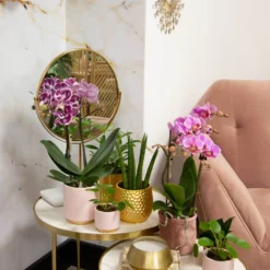 Phalaenopsis, Gesprenkelte Sorten, 2 Rispen, Topf-Ø 9 Cm, Höhe Ca. 30 Cm -Fiskar Garten Geschaft 0290100046 0290100045