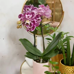 Phalaenopsis, Gesprenkelte Sorten, 2 Rispen, Topf-Ø 9 Cm, Höhe Ca. 30 Cm