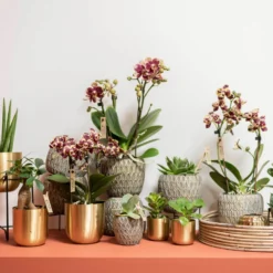 Phalaenopsis, Gesprenkelte Sorten, 3 Rispen, Topf-Ø 9 Cm, Höhe Ca. 30 Cm -Fiskar Garten Geschaft 0290100047