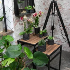 Phalaenopsis, Gesprenkelte Sorten, 3 Rispen, Topf-Ø 9 Cm, Höhe Ca. 30 Cm -Fiskar Garten Geschaft 0290100047 Phalaenopsis 3R gesprenkelt 9 cm T H 30 cm