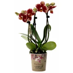 Ausgewählte Produkte 11 Phalaenopsis, Gesprenkelte Sorten, 3 Rispen, Topf-Ø 9 Cm, Höhe Ca. 30 Cm