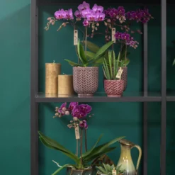 Phalaenopsis, Lilatöne, 3 Rispen, Topf-Ø 9cm, Mit Keramikübertopf, Höhe Ca. 30cm -Fiskar Garten Geschaft 0290100053 0290100045