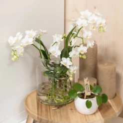 Phalaenopsis, Weißtöne, 2 Rispen, Topf-Ø 9cm, Mit Keramikübertopf, Höhe Ca. 30cm -Fiskar Garten Geschaft 0290100060 3