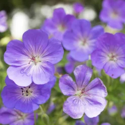 Storchschnabel 'Rozanne'® Violett, Topf-Ø 12 Cm, 3er-Set -Fiskar Garten Geschaft 0310106062 Geranium wallichianum Rozanne Koelle 11cm Topf 67672