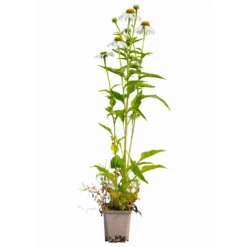 Sonnenhut 'Alba' Weiß, Topf-Ø 11 Cm, 3er-Set -Fiskar Garten Geschaft 0319100307 Echinacea purpurea Alba 3er Set 16 113964