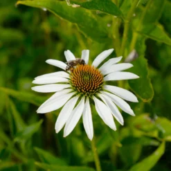 Sonnenhut 'Alba' Weiß, Topf-Ø 11 Cm, 3er-Set -Fiskar Garten Geschaft 0319100307 Echinacea purpurea Alba 3er Set 21 113908