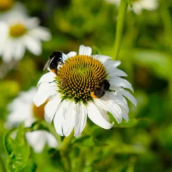 Sonnenhut 'Alba' Weiß, Topf-Ø 11 Cm, 3er-Set -Fiskar Garten Geschaft 0319100307 Echinacea purpurea Alba 3er Set 8 113909