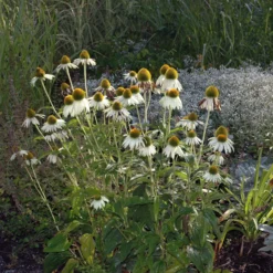 Sonnenhut 'Alba' Weiß, Topf-Ø 11 Cm, 3er-Set -Fiskar Garten Geschaft 0319100307 Echinacea purpurea Alba 84699