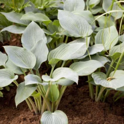 Graublaue Funkie 'Halcyon' Hellviolett, Topf-Ø 11 Cm, 3er-Set