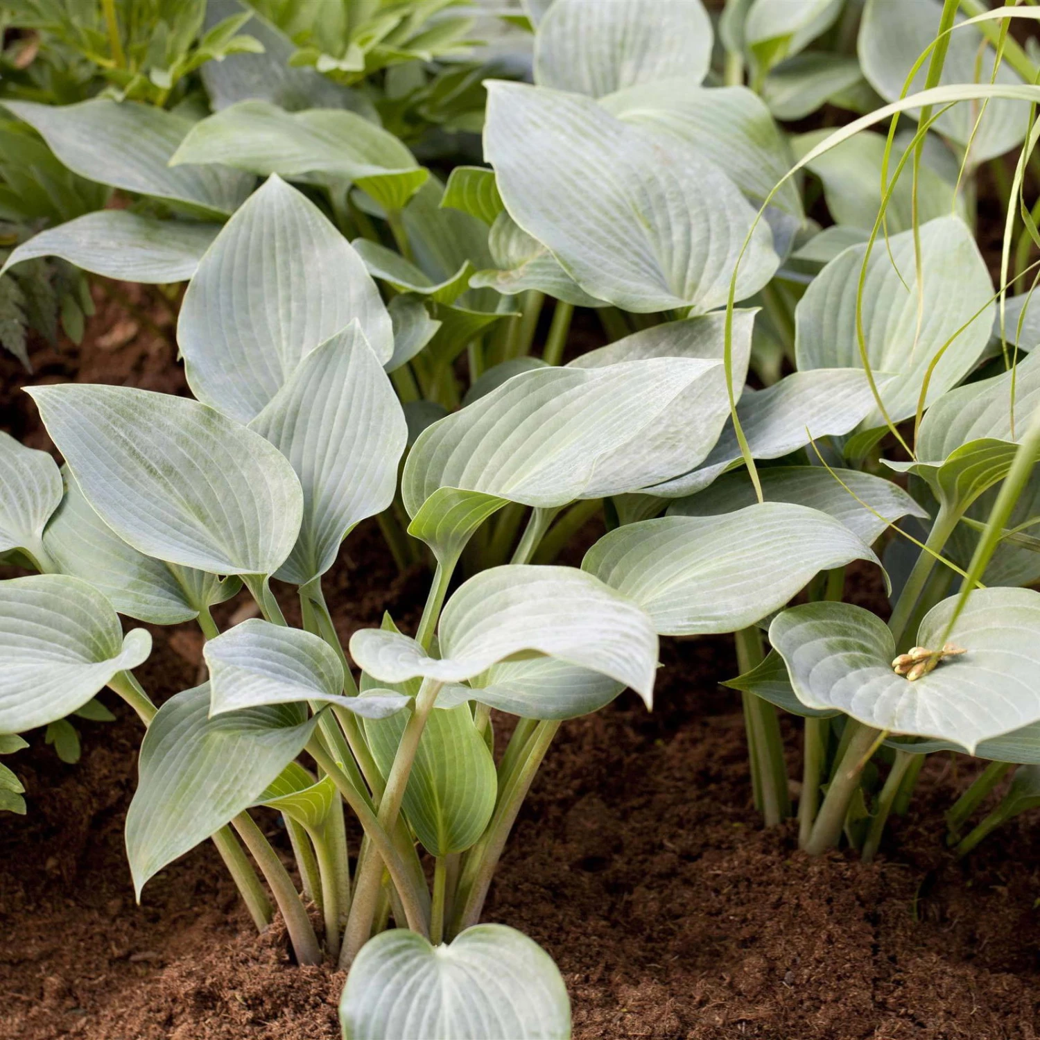 Graublaue Funkie 'Halcyon' Hellviolett, Topf-Ø 11 Cm, 3er-Set 1 Graublaue Funkie 'Halcyon' Hellviolett, Topf-Ø 11 Cm, 3er-Set