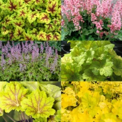 Purpurglöckchen Grünlaubig, Topf-Ø 12 Cm, 3er-Set