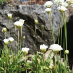 Grasnelke 'Ballerina White' Weiß, Topf-Ø 12 Cm, 3er-Set
