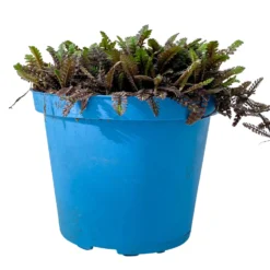 Fiederpolster 'Inkognito' Schwarzgrün, Topf-Ø 12 Cm, 3er-Set -Fiskar Garten Geschaft 0319100532 Leptinella Inkognito 3erSet T12 schwarzgruen 1 116555