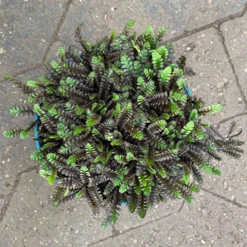 Fiederpolster 'Inkognito' Schwarzgrün, Topf-Ø 12 Cm, 3er-Set