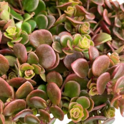 Fette Henne, 6er-Set, Bunt Gemischt, Topf 13 Cm Ø 23 Fette Henne, 6er-Set, Bunt Gemischt, Topf 13 Cm Ø -Fiskar Garten Geschaft 0319200011 Sedum Mix T13 NR nach Verfuegbarkeit 6er Set WS 11 95968