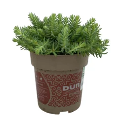 Fette Henne, 6er-Set, Bunt Gemischt, Topf 13 Cm Ø 24 Fette Henne, 6er-Set, Bunt Gemischt, Topf 13 Cm Ø -Fiskar Garten Geschaft 0319200011 Sedum Mix T13 NR nach Verfuegbarkeit 6er Set WS 13 95969