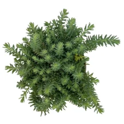 Fette Henne, 6er-Set, Bunt Gemischt, Topf 13 Cm Ø 25 Fette Henne, 6er-Set, Bunt Gemischt, Topf 13 Cm Ø -Fiskar Garten Geschaft 0319200011 Sedum Mix T13 NR nach Verfuegbarkeit 6er Set WS 16 95970