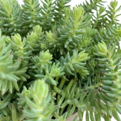 Fette Henne, 6er-Set, Bunt Gemischt, Topf 13 Cm Ø 26 Fette Henne, 6er-Set, Bunt Gemischt, Topf 13 Cm Ø -Fiskar Garten Geschaft 0319200011 Sedum Mix T13 NR nach Verfuegbarkeit 6er Set WS 17 95971