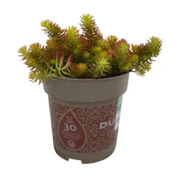 Fette Henne, 6er-Set, Bunt Gemischt, Topf 13 Cm Ø 31 Fette Henne, 6er-Set, Bunt Gemischt, Topf 13 Cm Ø -Fiskar Garten Geschaft 0319200011 Sedum Mix T13 NR nach Verfuegbarkeit 6er Set WS 20 95976