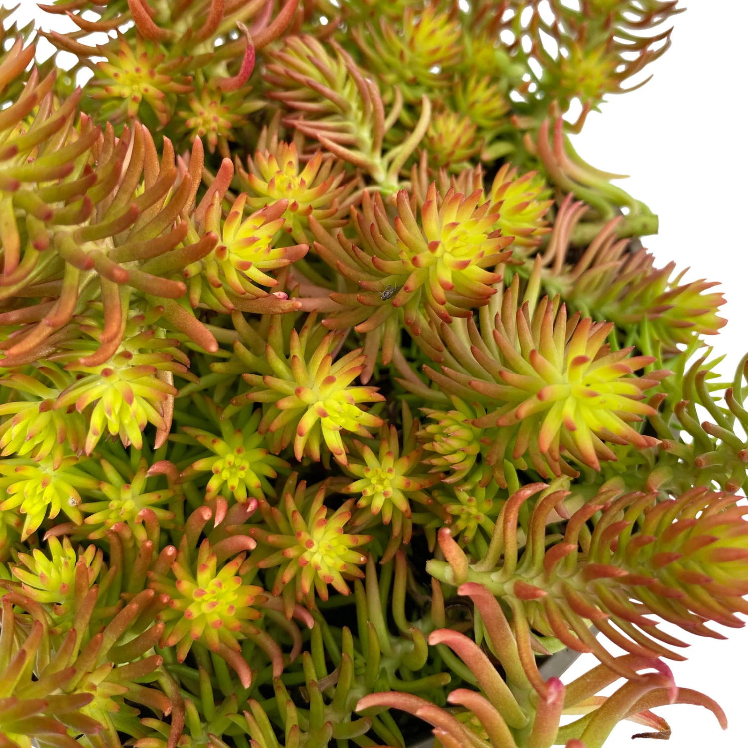 Fette Henne, 6er-Set, Bunt Gemischt, Topf 13 Cm Ø 13 Fette Henne, 6er-Set, Bunt Gemischt, Topf 13 Cm Ø – Bild 13