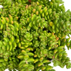 Fette Henne, 6er-Set, Bunt Gemischt, Topf 13 Cm Ø 30 Fette Henne, 6er-Set, Bunt Gemischt, Topf 13 Cm Ø -Fiskar Garten Geschaft 0319200011 Sedum Mix T13 NR nach Verfuegbarkeit 6er Set WS 29 95975