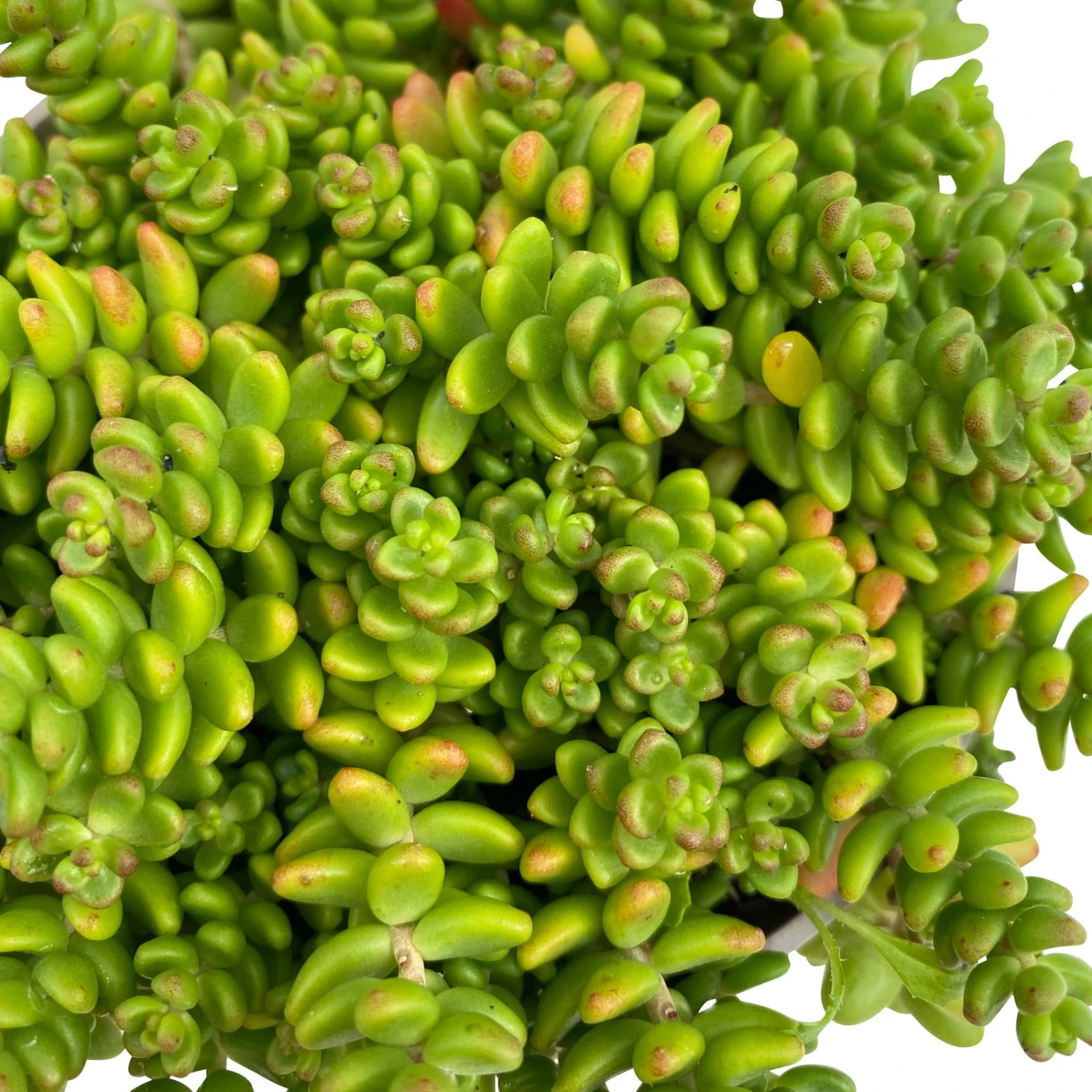 Fette Henne, 6er-Set, Bunt Gemischt, Topf 13 Cm Ø 11 Fette Henne, 6er-Set, Bunt Gemischt, Topf 13 Cm Ø – Bild 11