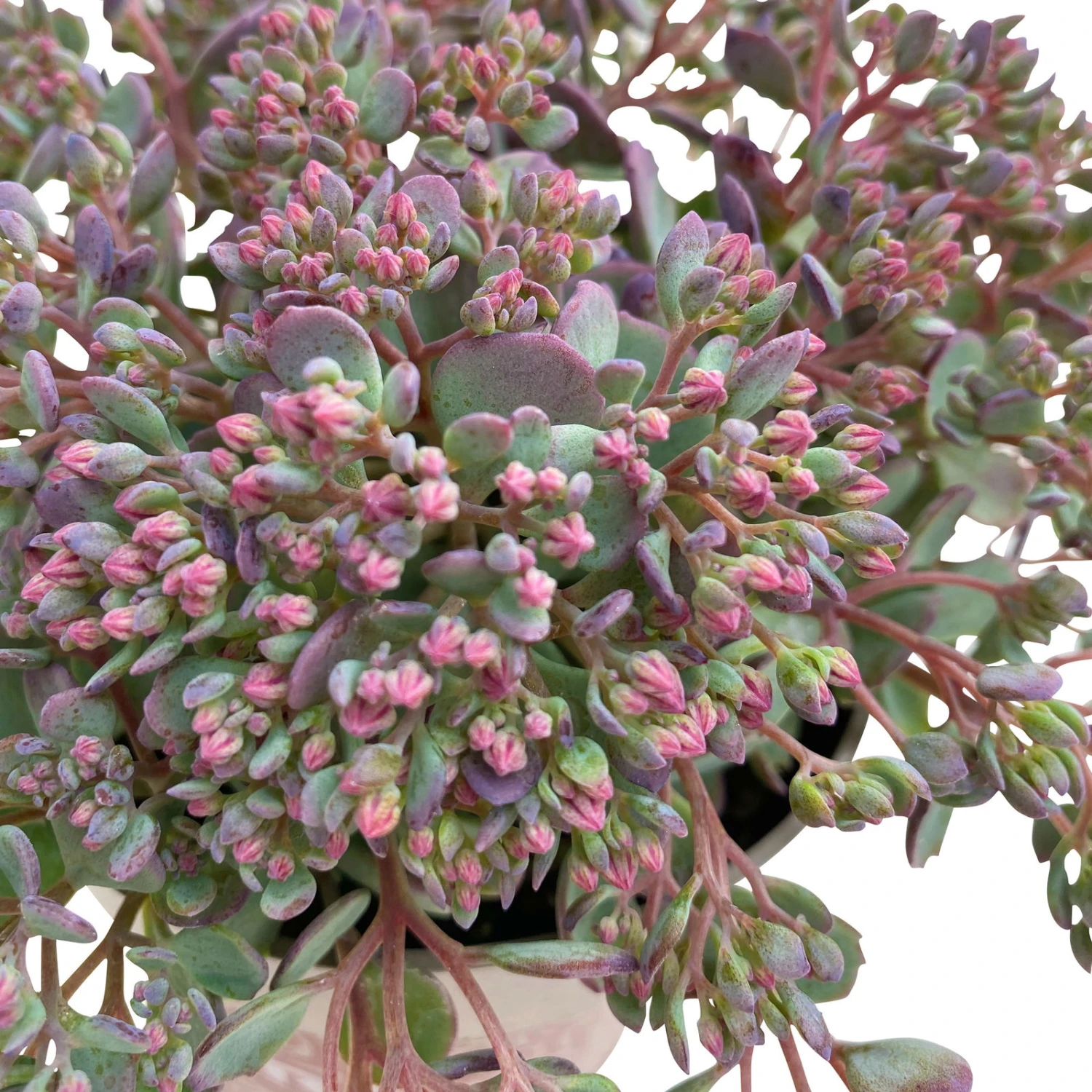 Fette Henne, 6er-Set, Bunt Gemischt, Topf 13 Cm Ø 9 Fette Henne, 6er-Set, Bunt Gemischt, Topf 13 Cm Ø – Bild 9