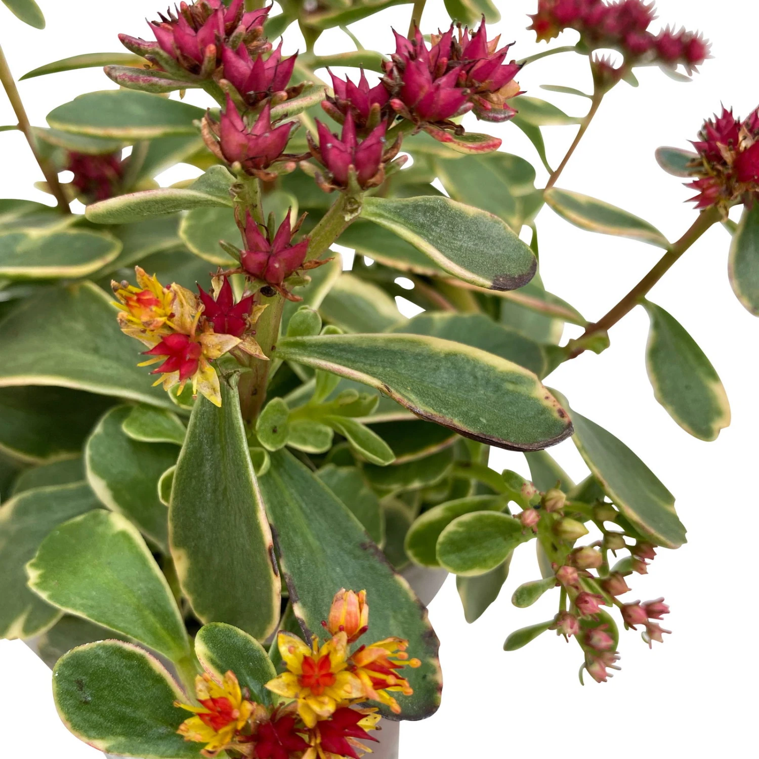 Fette Henne, 6er-Set, Bunt Gemischt, Topf 13 Cm Ø 16 Fette Henne, 6er-Set, Bunt Gemischt, Topf 13 Cm Ø – Bild 16