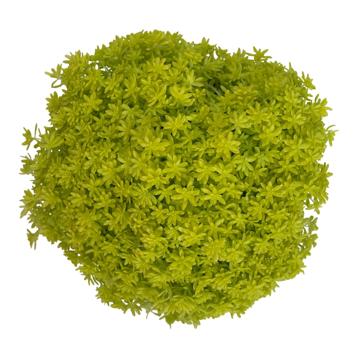 Fette Henne, 6er-Set, Bunt Gemischt, Topf 13 Cm Ø 18 Fette Henne, 6er-Set, Bunt Gemischt, Topf 13 Cm Ø – Bild 18