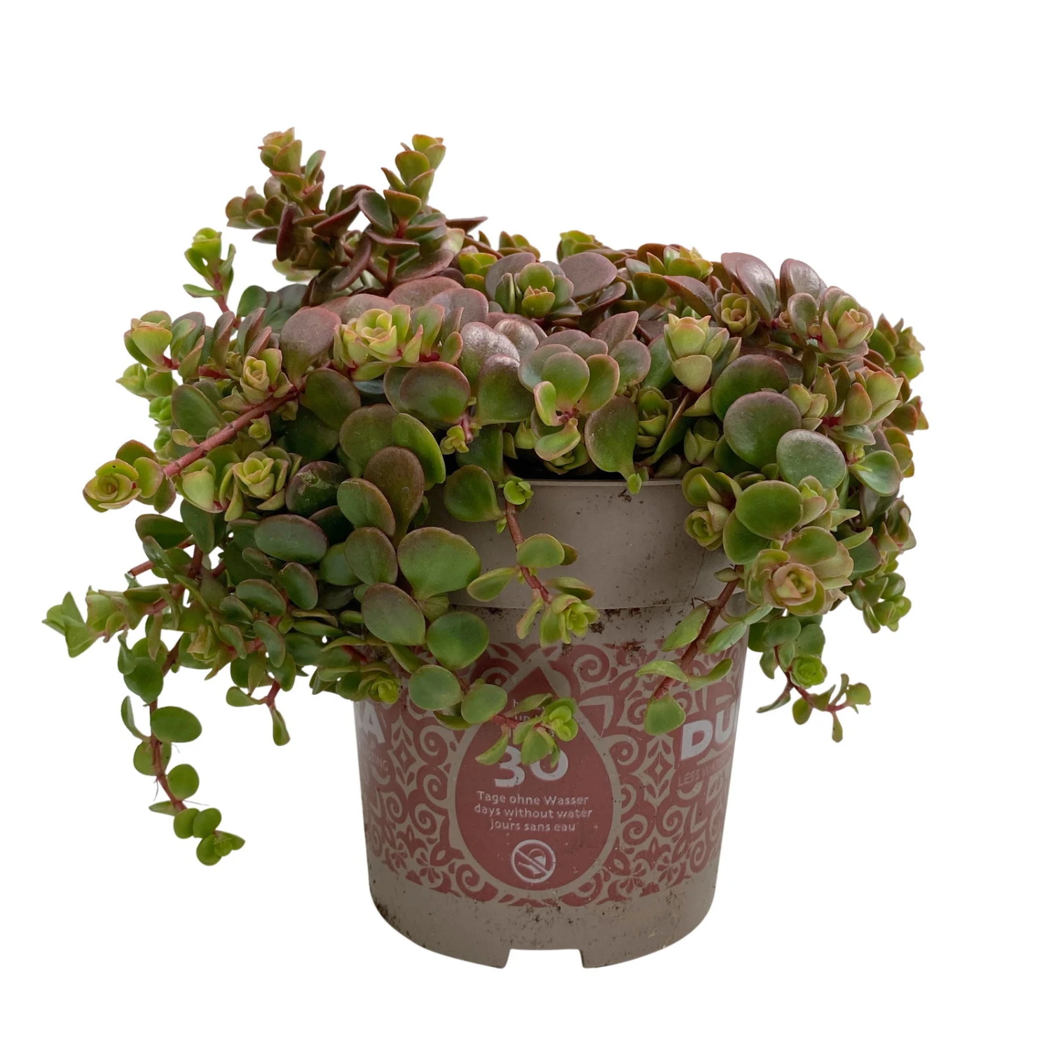 Fette Henne, 6er-Set, Bunt Gemischt, Topf 13 Cm Ø 2 Fette Henne, 6er-Set, Bunt Gemischt, Topf 13 Cm Ø – Bild 2