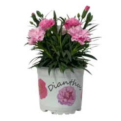 Stauden-Nelke 'I Love U', Pink-rosa-weiß, Topf-Ø 11 Cm, 6er-Set -Fiskar Garten Geschaft 0319200049 Dianthus IloveU 6er Set 2 111199