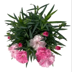 Stauden-Nelke 'I Love U', Pink-rosa-weiß, Topf-Ø 11 Cm, 6er-Set -Fiskar Garten Geschaft 0319200049 Dianthus IloveU 6er Set 5 111201