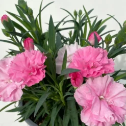 Stauden-Nelke 'I Love U', Pink-rosa-weiß, Topf-Ø 11 Cm, 6er-Set -Fiskar Garten Geschaft 0319200049 Dianthus IloveU 6er Set 7 111164