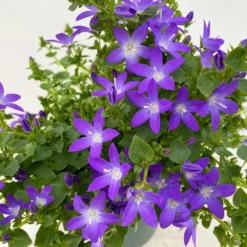 Hängepolster-Glockenblume 'Adansa® Purple' Blau-weiß, Topf-Ø 15 Cm, 3er-Set -Fiskar Garten Geschaft 0319200068 Campanula posch Adansa Purple blau weisses Auge 3er Set 8 111165