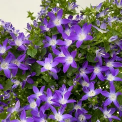 Hängepolster-Glockenblume 'Adansa® Purple' Blau-weiß, Topf-Ø 15 Cm, 3er-Set -Fiskar Garten Geschaft 0319200068 campanula poschaskyana adansa purple blau weiss 3 125036