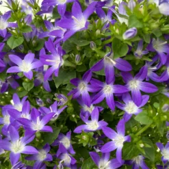 Hängepolster-Glockenblume 'Adansa® Purple' Blau-weiß, Topf-Ø 15 Cm, 3er-Set -Fiskar Garten Geschaft 0319200068 campanula poschaskyana adansa purple blau weiss 4 125035