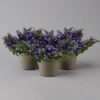 Hängepolster-Glockenblume 'Adansa® Purple' Blau-weiß, Topf-Ø 15 Cm, 3er-Set