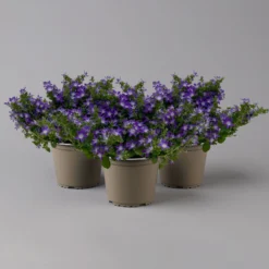 Hängepolster-Glockenblume 'Adansa® Purple' Blau-weiß, Topf-Ø 15 Cm, 3er-Set