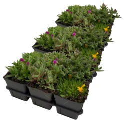 Mittagsblume In Verschiedenen Sorten Im Mix-Set, Topf 7x7 Cm, 3x 6er-Set