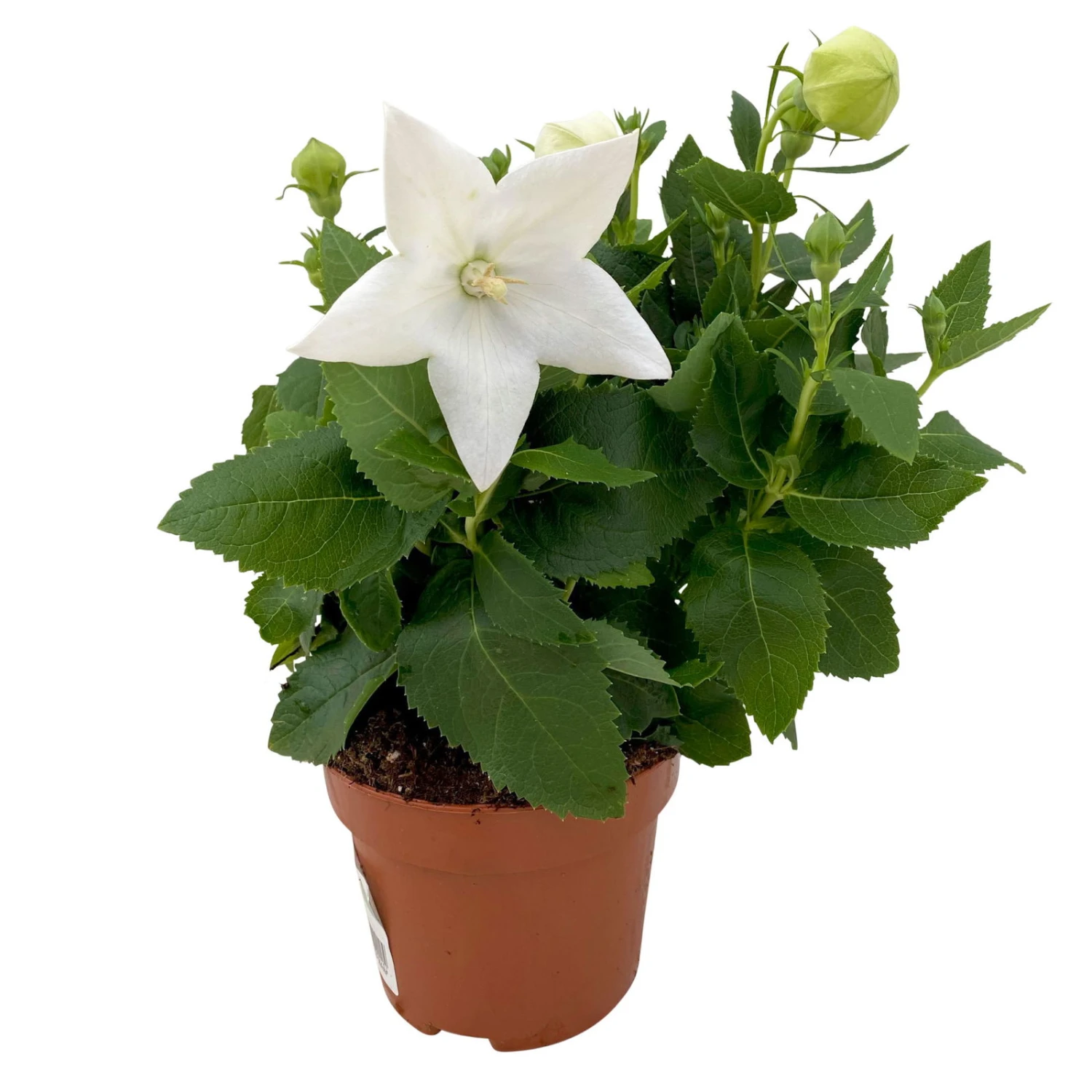 Ballonblume, Weiß, Topf-Ø 12 Cm, 6er-Set 3 Ballonblume, Weiß, Topf-Ø 12 Cm, 6er-Set – Bild 3