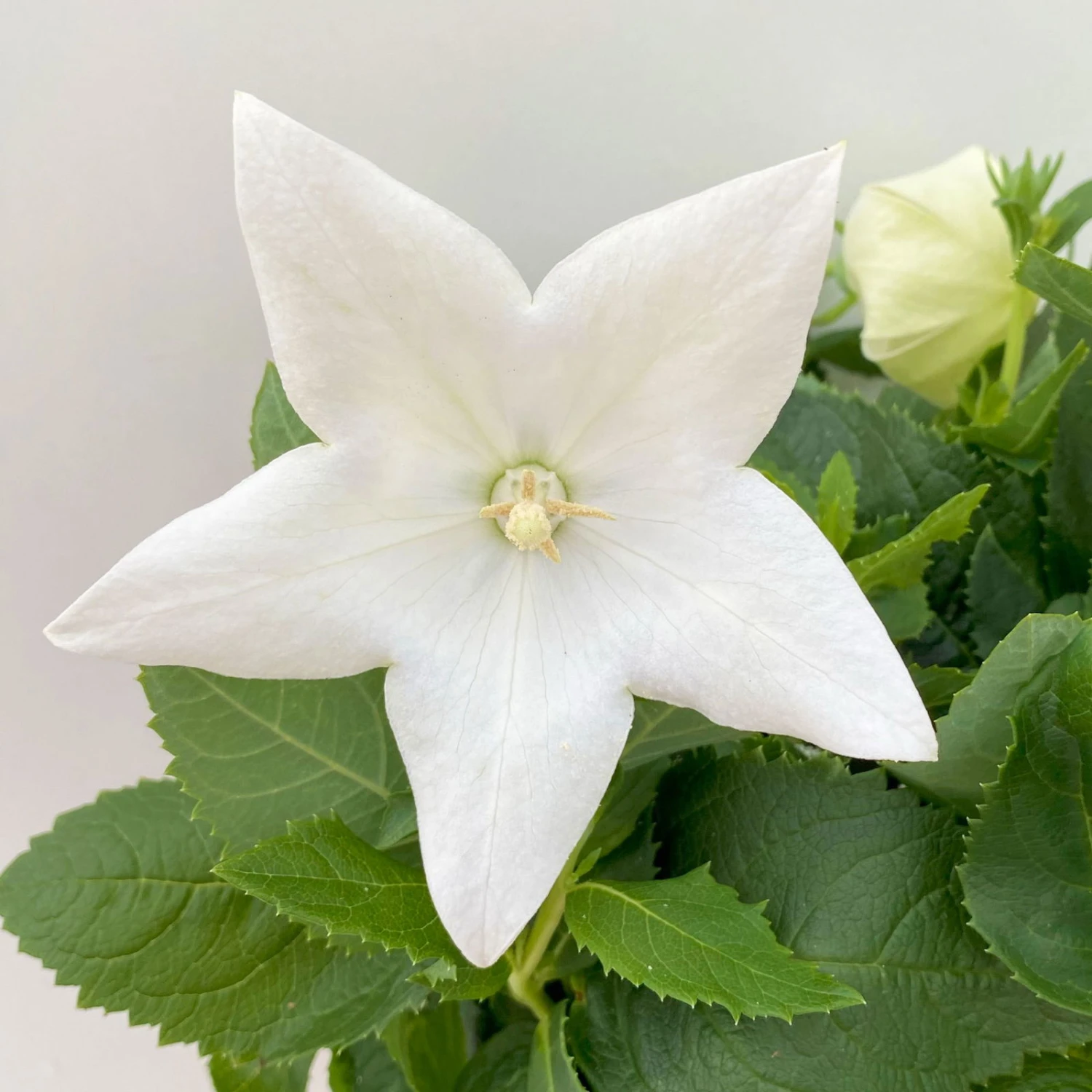 Ballonblume, Weiß, Topf-Ø 12 Cm, 6er-Set 2 Ballonblume, Weiß, Topf-Ø 12 Cm, 6er-Set – Bild 2