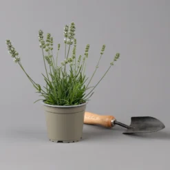 Lavendel Weiß, Topf-Ø 13 Cm, 6er-Set -Fiskar Garten Geschaft 0319200155 0319200156 lavandula angustifolia weiss 1 124065