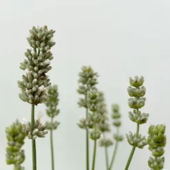 Lavendel Weiß, Topf-Ø 13 Cm, 6er-Set -Fiskar Garten Geschaft 0319200155 0319200156 lavandula angustifolia weiss 8 123846